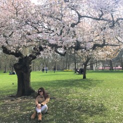 Cherry Blossoms en Inglaterra